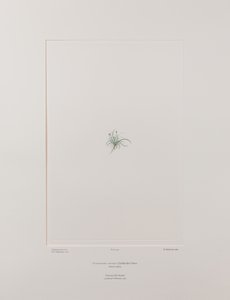 Colobanthus apetalus (Caryophyllaceae) - Plate 414, Banks