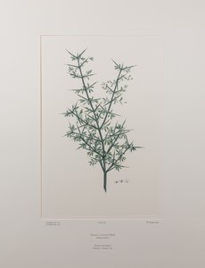 Discaria Toumatou (Rhamnaceae) - Plate 426, Banks