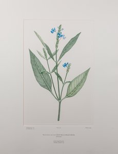 Eranthemum nervosa (Acanthaceae) - Plate 378, Banks