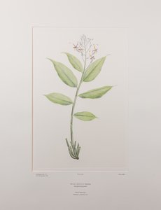 Globba marantina - Plate 390, Banks