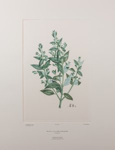 Haloragis erecta (Haloragidaceae) - Plate 439, Banks