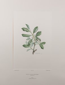 Heberdenia bahamensis (Myrsinaceae) - Plate 395, Banks