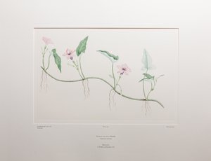 Ipomoea aquatica (Convolvulaceae) - Plate 375, Banks