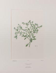 Lepidium flexicaule (Cruciferae) - Plate 409, Banks