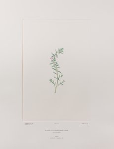Lythrum junceum (Lythraceae) - Plate 392, Banks