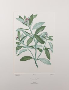 Pittosporum ralphii - Plate 413, Banks