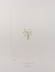 Ranunculus acaulis (Ranunculaceae) - Plate 403, Banks