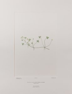 Ranunculus rivularis (Ranunculaceae) - Plate 405, Banks