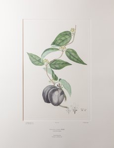 Sarcolobus globosus subsp. globosus - Plate 372, Banks