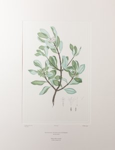 Schyphiphora hydrophyllacea (Rubiaceae) - Plate 148, Banks