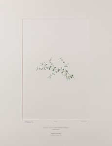 Stellaria parviflora (Caryophyllaceae) - Plate 415, Banks