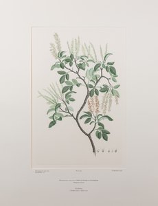 Weinmannia sylvicola (Cunoniaceae) - Plate 436, Banks