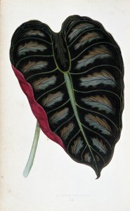 Leaf of Alocasia Metallica by Joseph Edward and Howard W Lowe