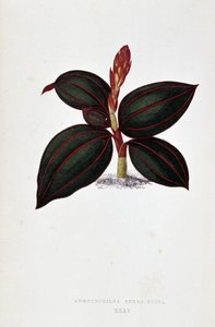 Leaf of Anoectochilus Rubro Venia by Joseph Edward and Howard W Lowe
