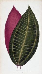Leaf of Cyanophyllum Magnificum. Botanical Board in 