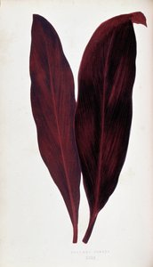 Leaf of Dracaena Ferrea in 