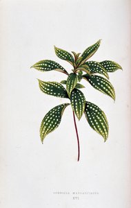 Leaf of Sonerila Margaritacea by Joseph Edward and Howard W Lowe