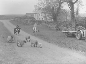 A view of sheep, lambs, two children on ponies, tractor, trailer, and building
