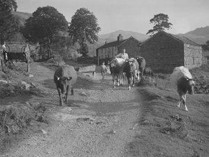 Driving Cows Down a Road