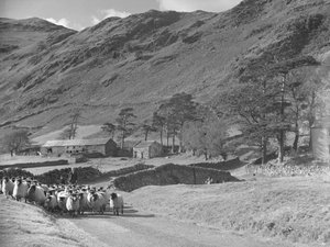 Farmer with young boy and dog driving flock of sheep towards camera