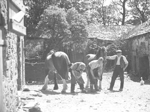 Farrier Shoeing Horse