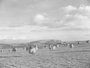Flock of Sheep Grazing Near Humphrey Head