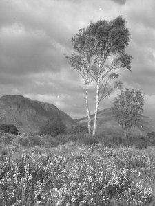 Flowers and trees in front of hills
