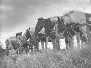Horses Leaning Over Fence and Being Fed by Lady
