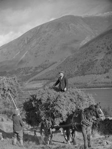 Man standing on top of laden bracken cart while another loads more with a fork
