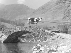 Single Cow on Top of Packhorse Bridge