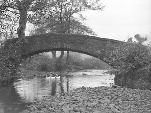 Three geese on water under a stone bridge