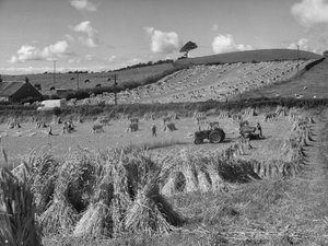 Tractor in field harvesting wheat with a binder