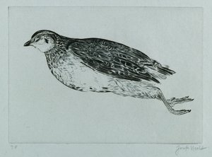 Dead Partridge (engraving) by Joseph Hecht