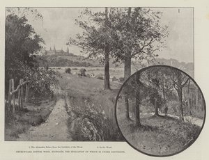 Churchyard Bottom Wood, Highgate by Joseph Holland Tringham