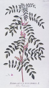 True indigo (Indigofera tinctoria) by Joseph Jacob von Plenck, from Icones plantarum medicinalium, Vienna by Joseph Jacob Plenck