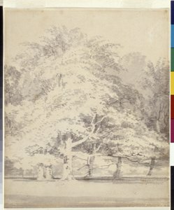 Beech Trees by Joseph Mallord William Turner
