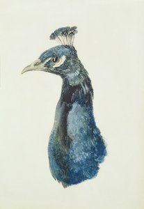 Peacock, from The Farnley Book of Birds, c.1816 by Joseph Mallord William Turner