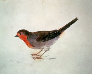 Robin, from The Farnley Book of Birds by Joseph Mallord William Turner