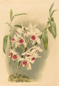 Dendrobium Leechianum by Joseph Mansell