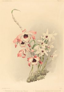 Dendrobium (Hybridium) Venus and Dendrobium (Hybridium) Cassiope by Joseph Mansell after Henry George Moon