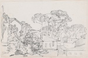 Rooftops and Umbrella Pines