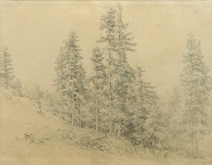 Noble Fir