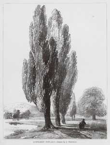 Lombardy Poplars by Joseph Needham
