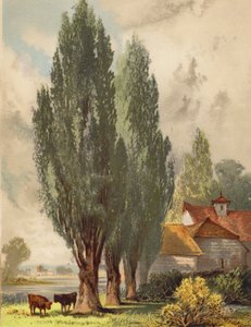 Lombardy Poplars, English Scene