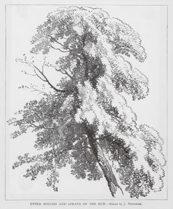 Upper Boughs and Sprays of the Elm by Joseph Needham