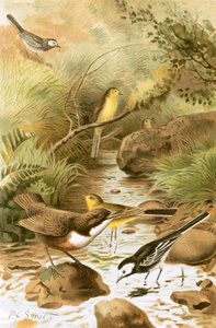 Dipper, Pied Wagtail and Yellow Wagtail by Joseph Smit