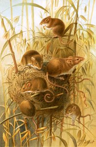 Harvest Mouse by Joseph Smit