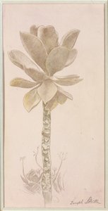 Flower Study by Joseph Stella
