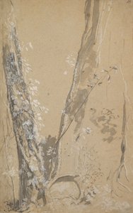 Study of Overgrown Trees, Verso: Study of a Cypress and Two Overgrown Trees by Joseph Werner