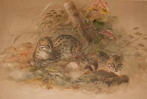 Clouded leopard (Fleis macrocelis)